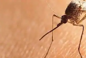 dengue1-1-16305019303x2