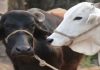 गाय-भैंस की डकार से बढ़ रही ग्लोबल वार्मिंग ! जानिये कैसे…